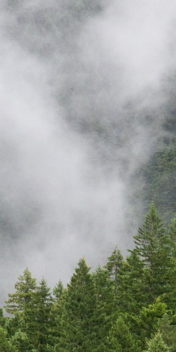 Misty Pacific Northwest forest — the path forward
